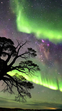 ҹ���µļ�������ľ����