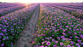 ��ɫ��������ȫ��