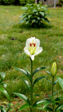 �ݵ���ʢ���İ�ɫ�ٺϻ�