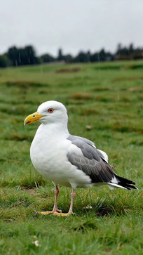 �ݵ���վ���ĺ�Ÿ