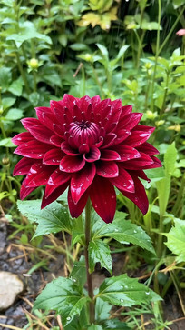 ��ˮ��ĺ�ɫ��������д