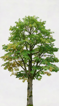 ����������д�ز�