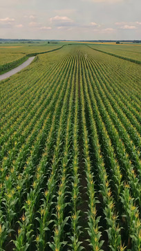 ����������е�����ũ��