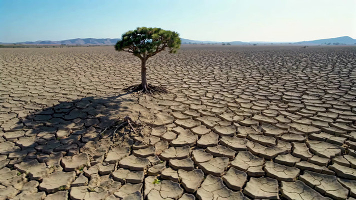 干旱土地上的孤树