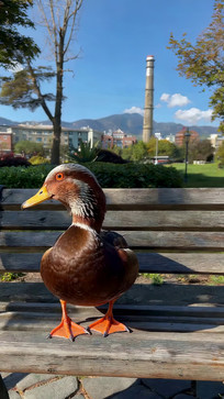 ��԰������վ����Ѽ��