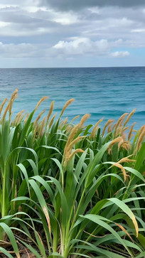 ������ֲ����ɫ�󺣾���