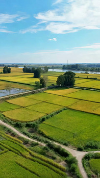 ������Ұ������Ȼ���