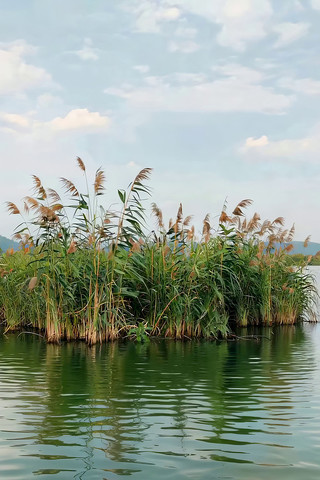 湖边芦苇自然风景 湖边芦苇自然风景