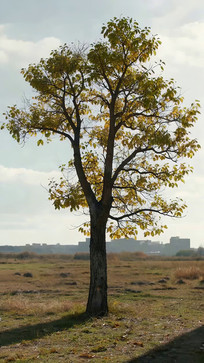 ��Ұ�ж�������ľ