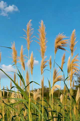 蓝天背景下的蒲苇植物素材 蓝天背景下的蒲苇植物素材