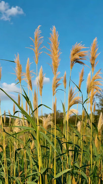 ���챳���µ���έֲ���ز�