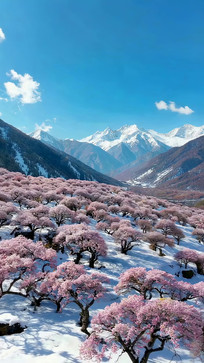 ��֥ѩɽ��ʢ�����һ�