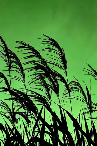 绿幕前摇曳的芦苇素材 绿幕前摇曳的芦苇素材