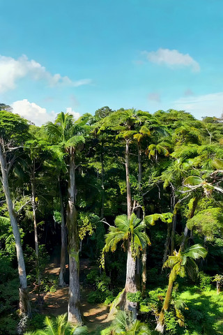 热带雨林自然风光俯瞰 热带雨林自然风光俯瞰