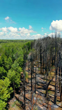 ɭ�ֶԱȾ��۸���ز�