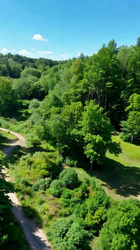 ɭ�ֺ�����Ȼ���