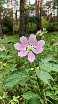 ɭ���еķ�ɫ������д