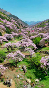 ɽ��ʢ��������ӣ��