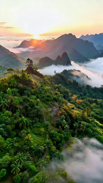 ɽ���ճ��ƺ�ɭ�־���