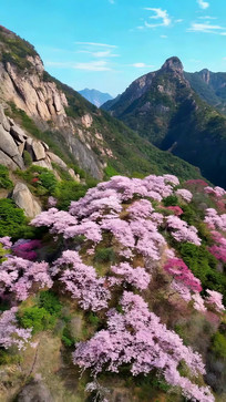 ɽ��ʢ��������ӣ��