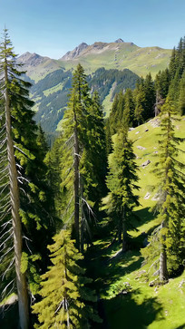 ɽ�ּ��ɽ��ɭ�ַ羰