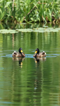 ˮ������Ӿ����ֻҰѼ