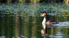 ˮ���ζ��ķ�ͷ�G�f