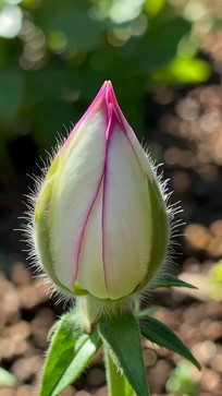 ��д��ɫ��ɫ��仨�仨��