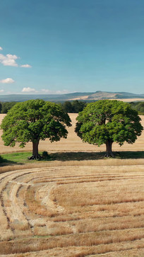 ��Ұ˫����Ȼ���