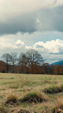 ��Ұ������Ȼ���