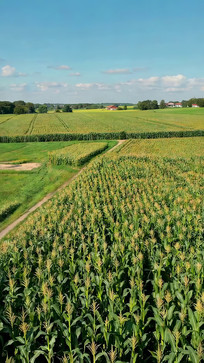 ��Ұ�д�Ƭ���׵ظ����