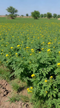 ��Ұ��ʢ���Ļ�ɫ����