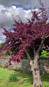 ͥԺ��Ҷ���羰