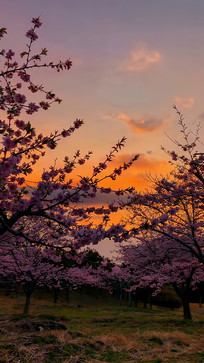 Ϧ����ʢ����ӣ����