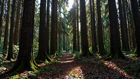 ������ҫ�µ�ɭ��С��