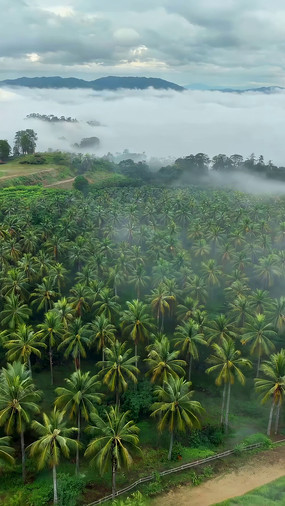 Ҭ���ƺ������