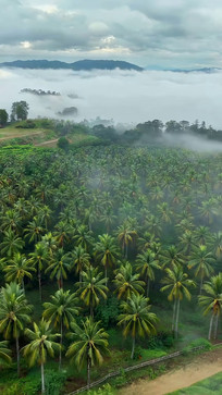 Ҭ���ƺ������