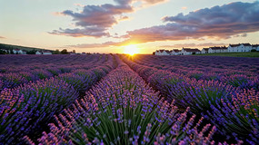 ޹�²���������