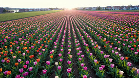 �����㻨��ȫ��