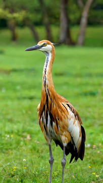 վ���ڲݵص�����