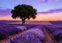 ������޹�²ݻ���