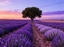 ޹�²ݻ��������