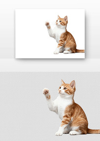 �ٰ�Сè��צ̧��Ŀ��רע