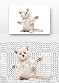 �ɰ�վ��Сè����̬ʮ��