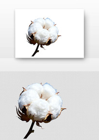 ��ɫ�޻���״ֲ���ʵ