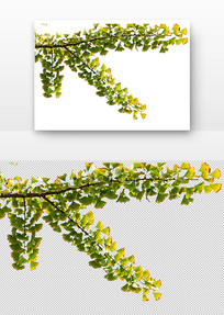 ����֦Ҷ��д