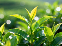 ����ɫ�Ĳ�����Ҷ