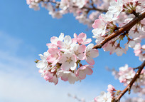 �����µ�ӣ��