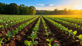 ��׳�ɳ���ũ������