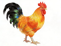 ������ɫͼƬ